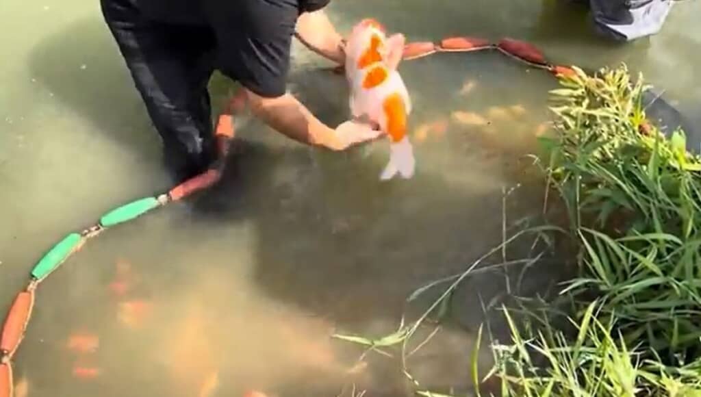 鯉は逃がします