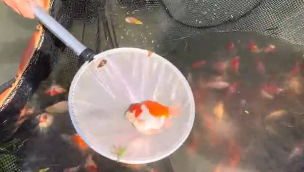 獲りたいのはタマサバでした