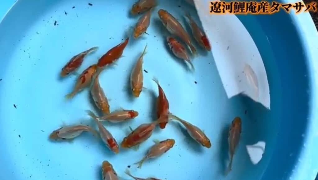 遼河鯉庵産タマサバ