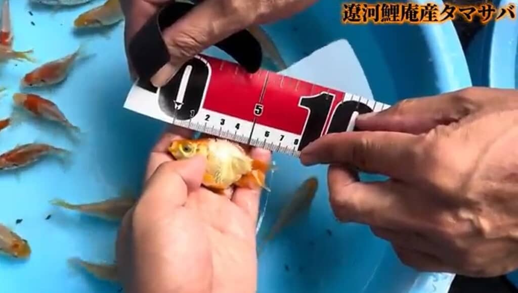 サイズを測ります