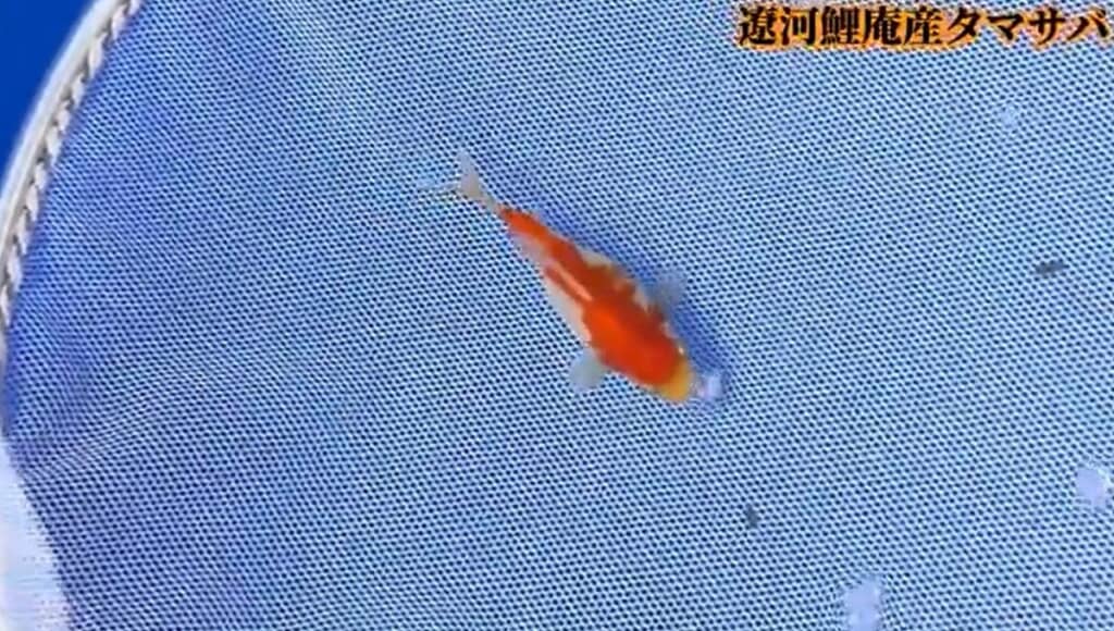 きれいな色合いです