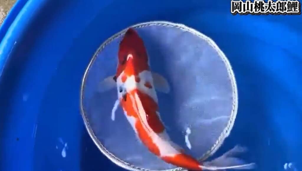 岡山産桃太郎鯉