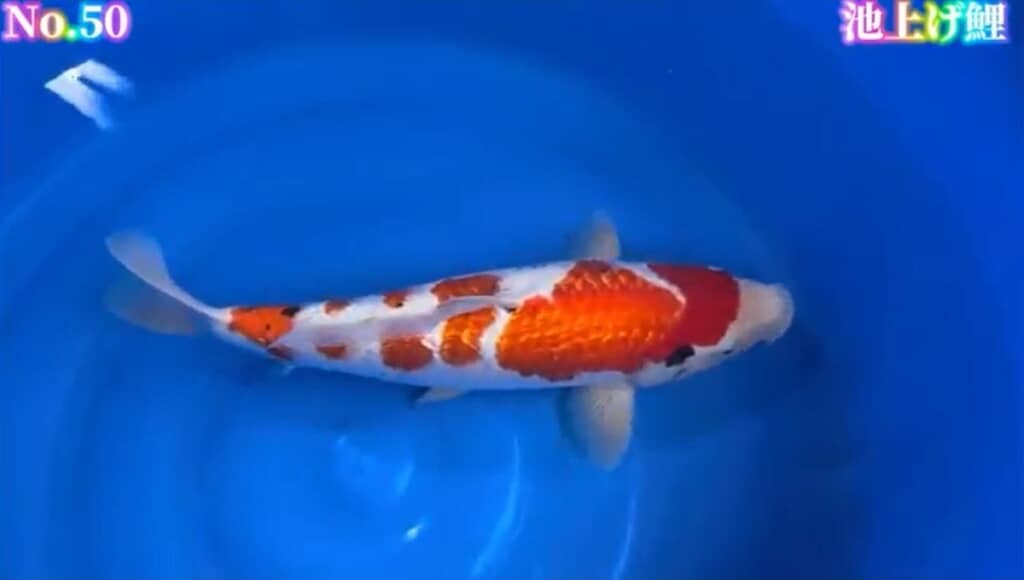 池上げ鯉