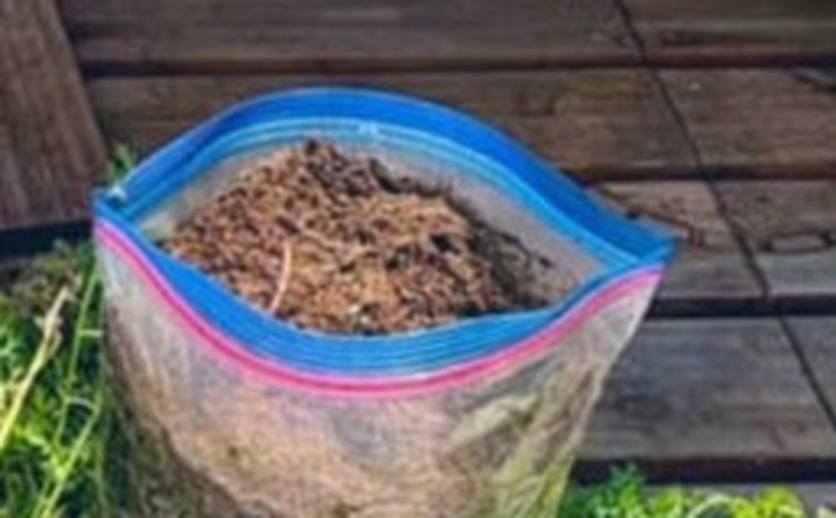 ジップロックに土と種を入れて数カ月後……　「えー!!」驚きの“収穫物”に「ここまで育つんですか！？」（1/3） | ライフハック ねとらぼ