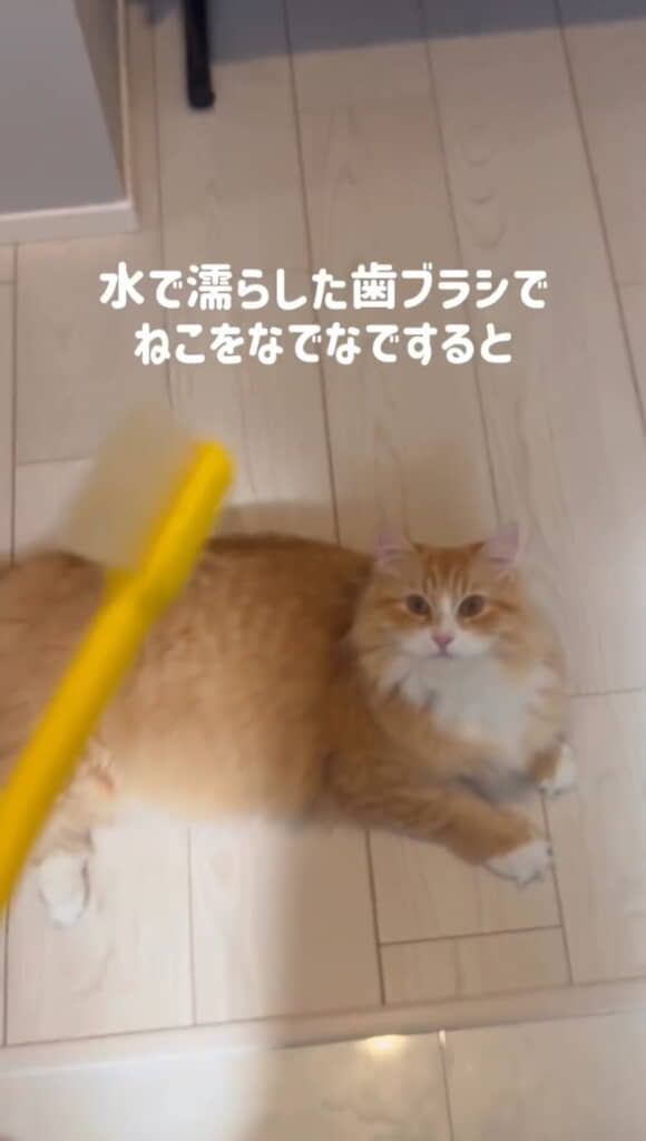 水で濡らした歯ブラシで猫ちゃんをなでると……