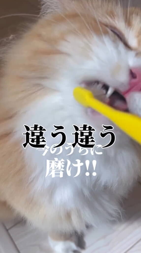 今のうちに磨いちゃう!?