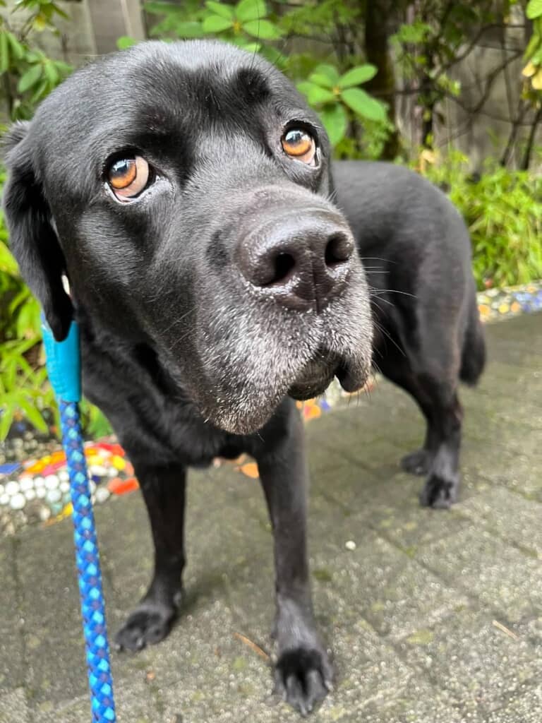 タレ目がチャームポイントのサンタくん