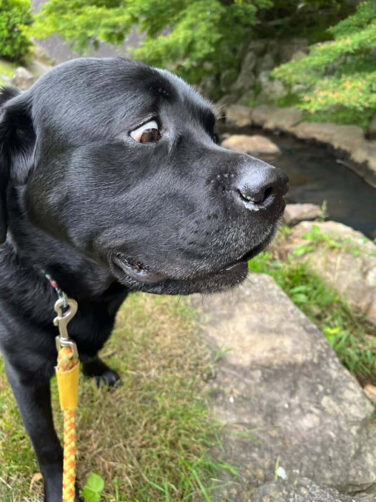 表情豊かなサンタくん