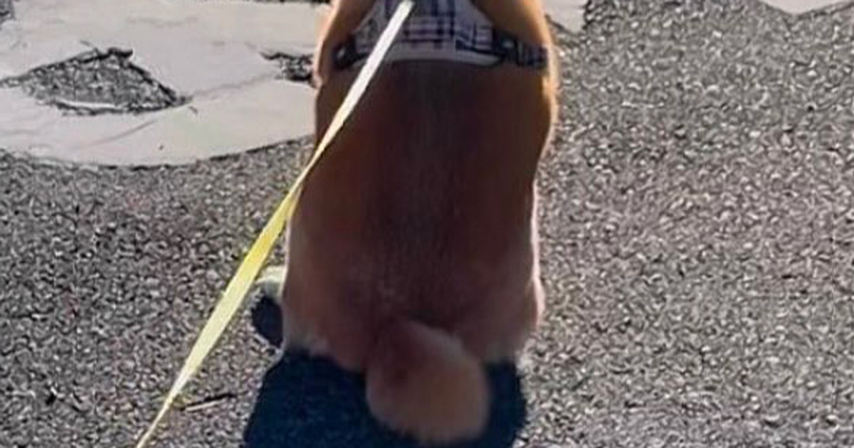 散歩中、小学生に「人間なの？」と言われた柴犬→らしからぬ“まさかの光景”に「バレた」「背中のファスナー開ける時が来たよ……」（1/2） | 犬 ねとらぼ