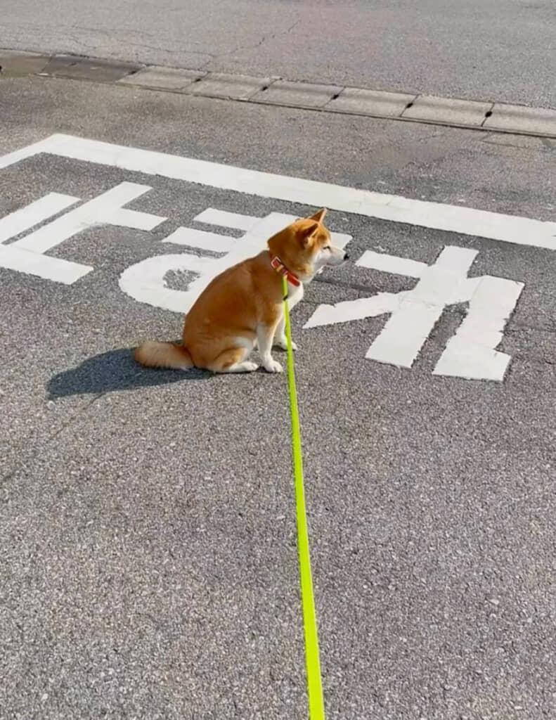 柴犬の写真