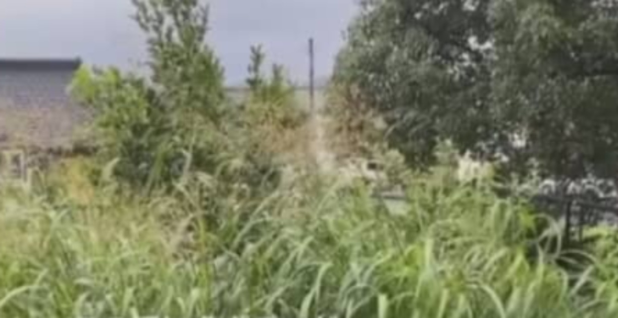 雑草ボーボーの庭、初心者がガチで庭づくりして2年後……信じられない大変身に「すごすぎる」「こんなに素敵になるなんて」（1/3） | ライフスタイル ねとらぼ