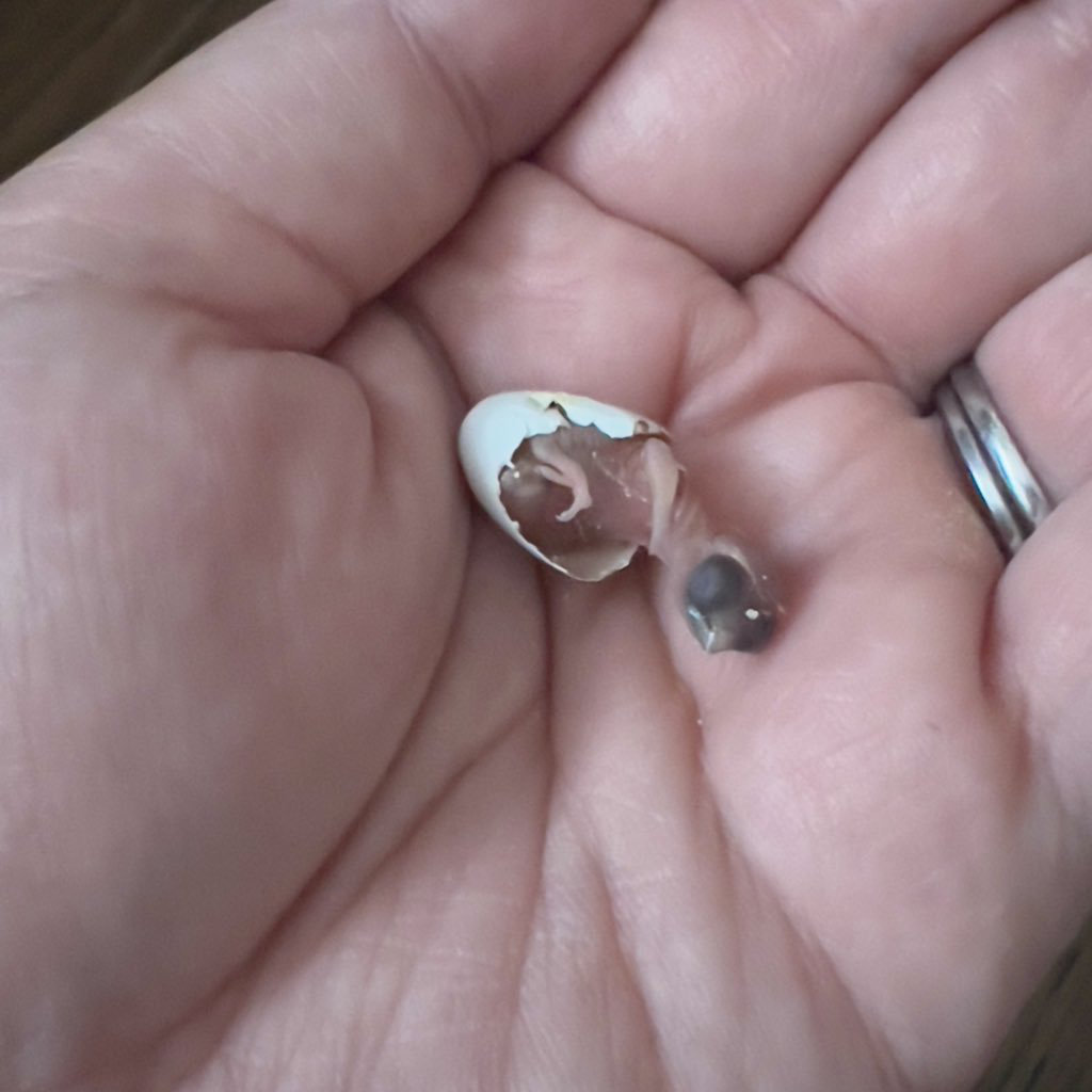 孵化した直後の姿（ビフォー）