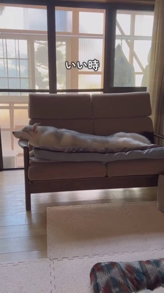 寝相が良いアシリちゃん