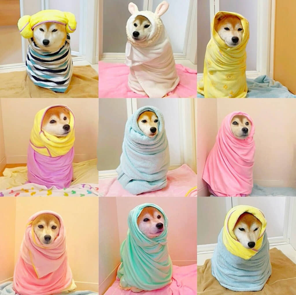 柴犬の写真
