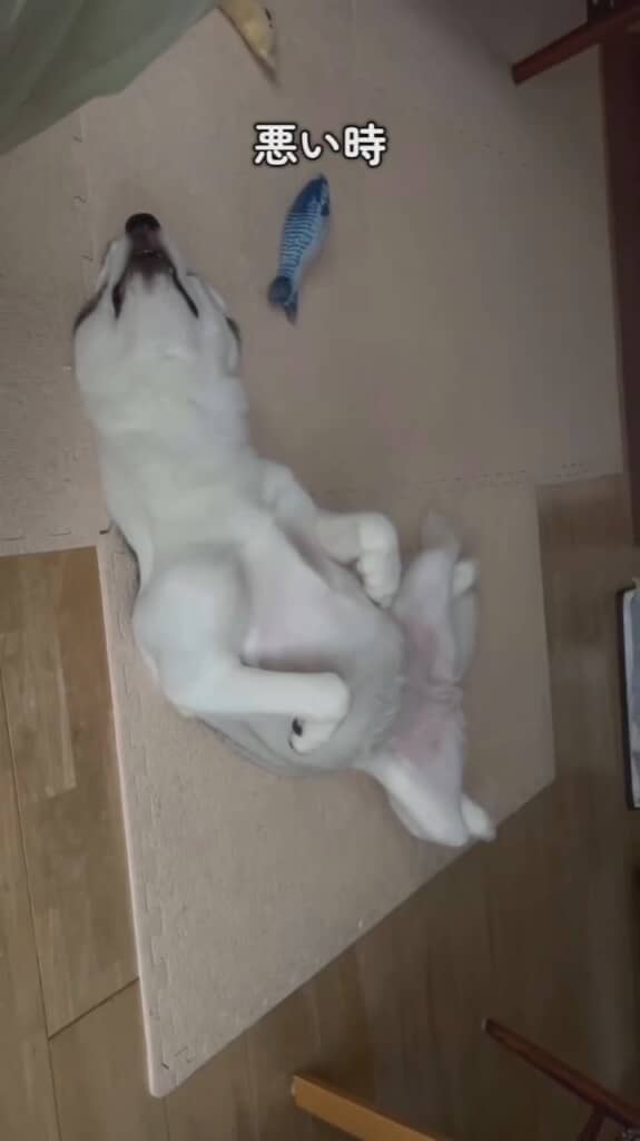 悪いときのアシリちゃん、全然違います！