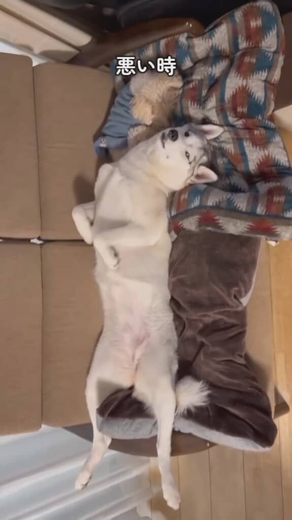 半目状態でだらんだらん