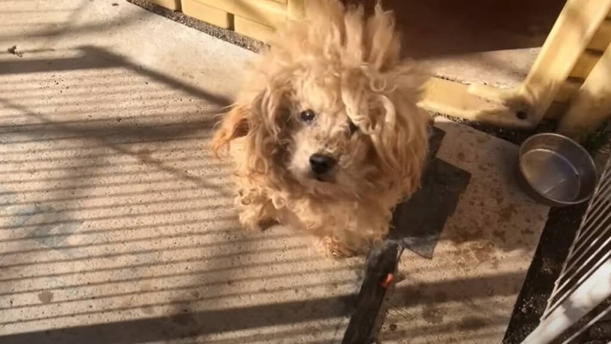 10歳の犬、娘が実家に置いていき親にも「いらない」と言われ……　保護された3カ月後の現在に「安心し切ってる」（1/3） | 犬 ねとらぼ