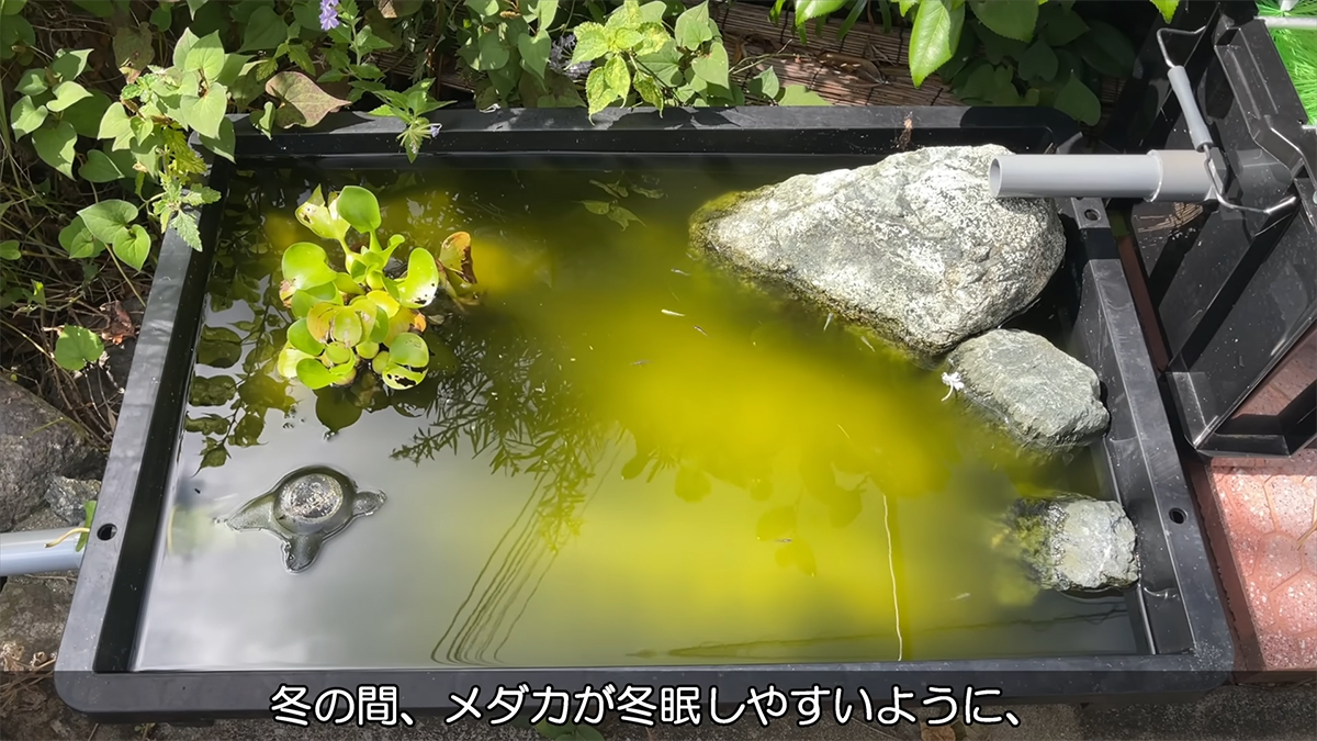自宅庭の濁ったビオトープ、自作アイテムを使って…… 20分後の光景に
