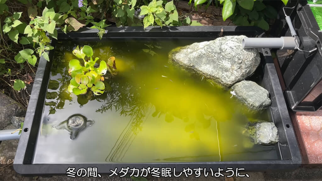 冬の間水を循環させるポンプを止めていたら、水が濁ってしまいました