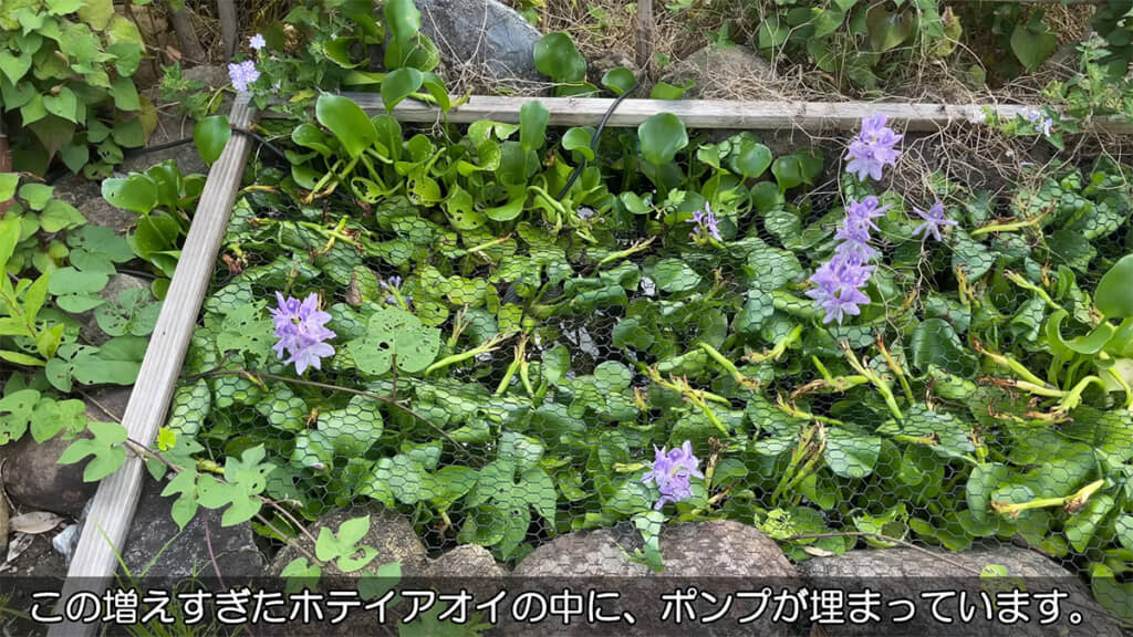 ポンプはホテイアオイの下に埋まっているのだとか