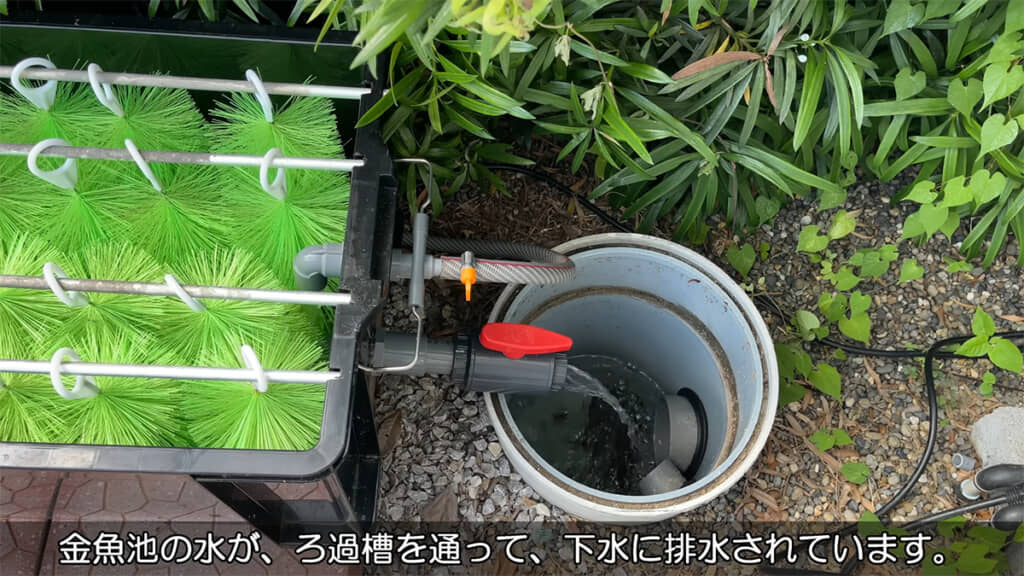 水は思ったより汚れていませんでした