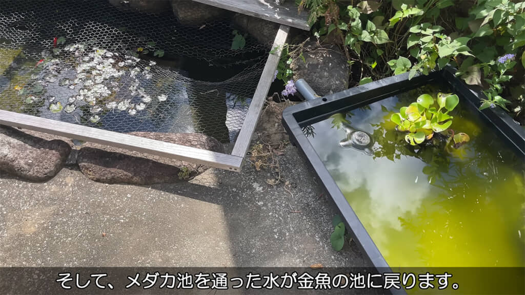 水は金魚の池→ろ過槽→ビオトープ→金魚の池の順に流れていきます