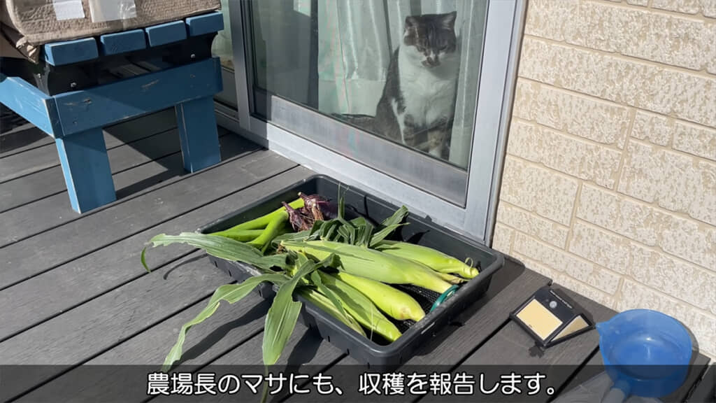 農場長のマサくんに収穫物のご報告