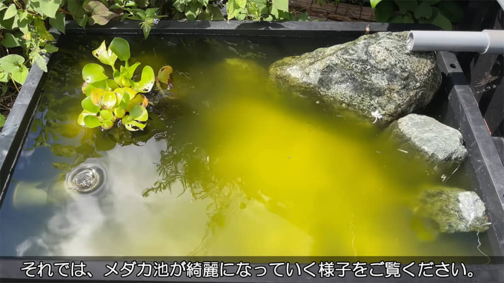 最初は濁っていたビオトープの水が