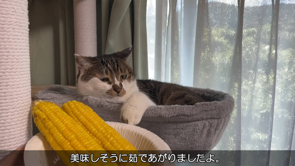 マサくんの表情がたまらなくかわいいです