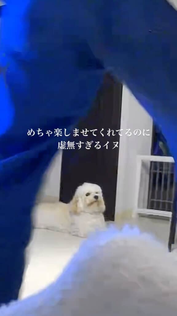 顔色ひとつ変えずに踊る友人たちを見つめるAJくん