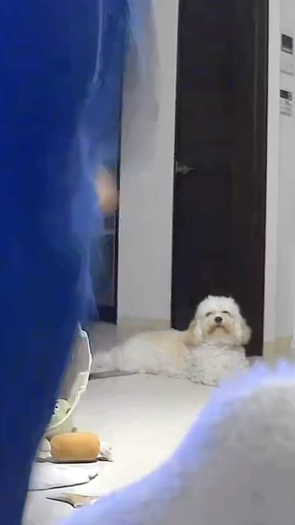 ペットシッターお疲れ様でした