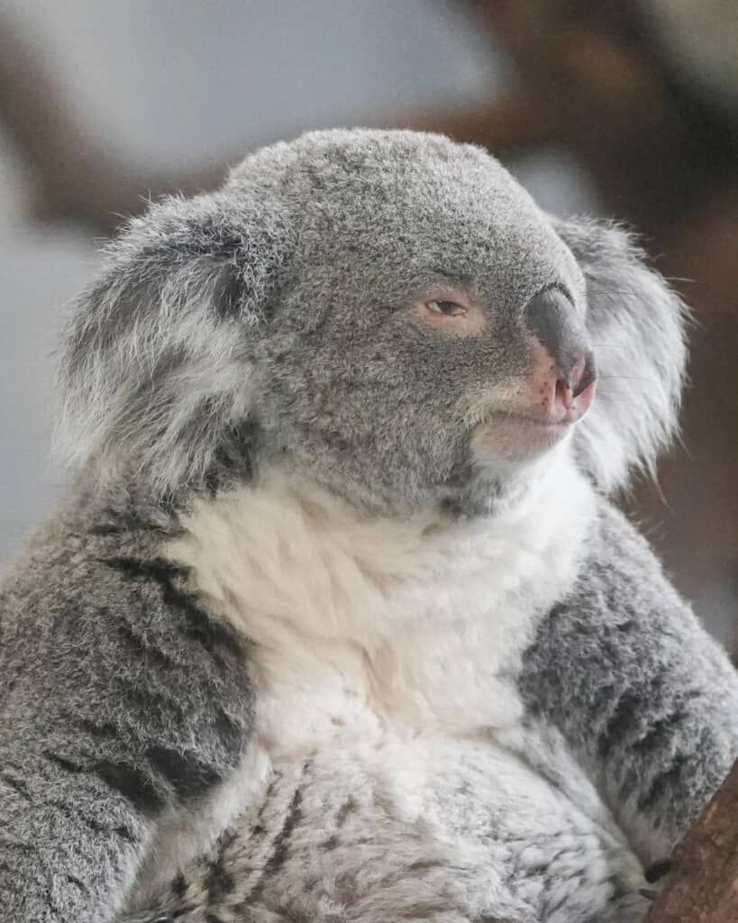 キリッとした表情が凛々しすぎる