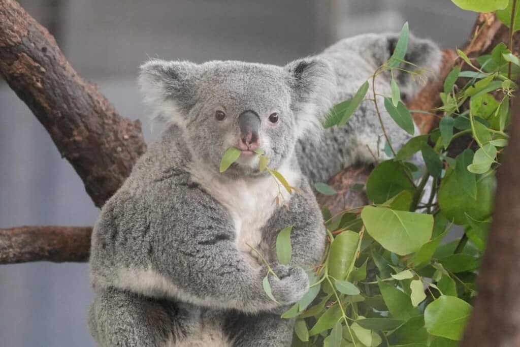普段はキュルンとかわいらしいこまちちゃん