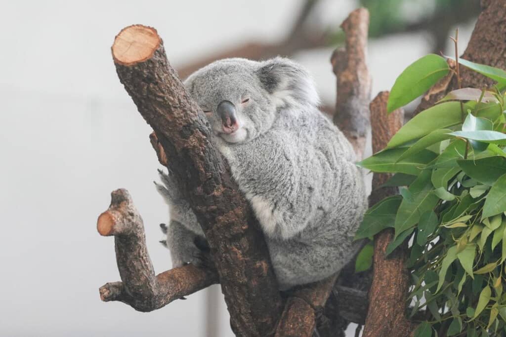 寝顔もキュート！