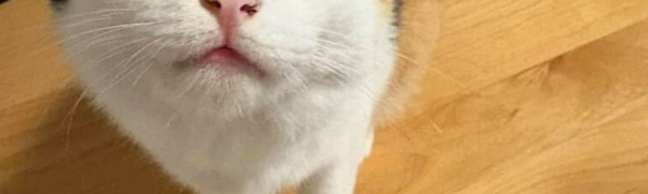 “なでて”と言わんばかりに首を伸ばす三毛猫ちゃん、お望み通りにしたら……「どうしてなの」→まさかの光景に「あれ？」「ストーリー性が真逆すぎて」（1/3） | 猫 ねとらぼ