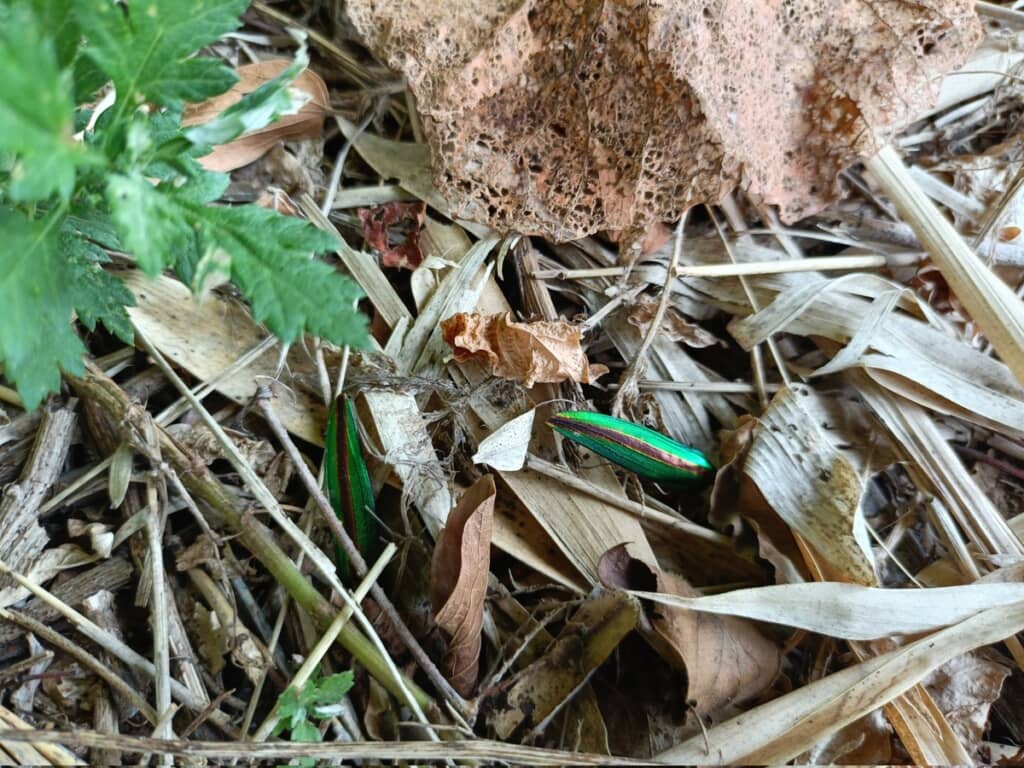 落ちていたネイルチップらしきもの