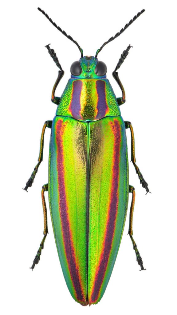 玉虫色のハネを持つタマムシ（画像提供：法師人響さん／@tritomini）