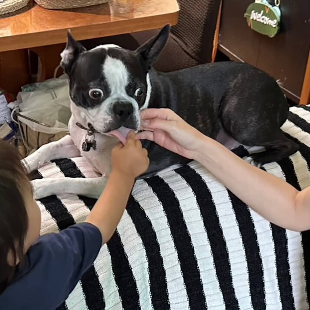 赤ちゃんに舌を引っ張られるマルタくん