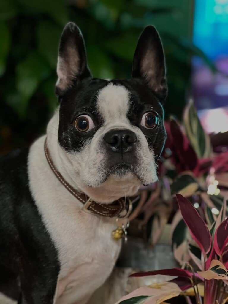 飼い主さんが帰ってくるたび驚くマルタくん