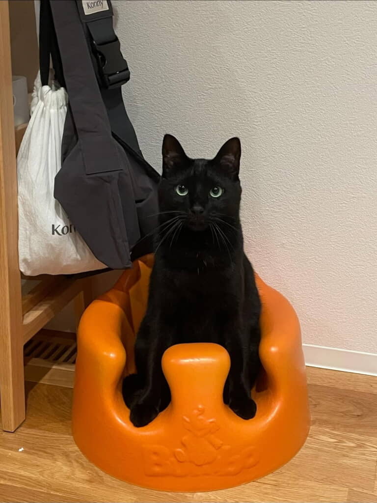 ベビーチェアに黒猫のジジくんが！