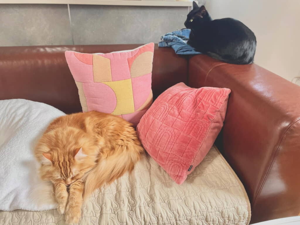 ヨークくんとジジくん
