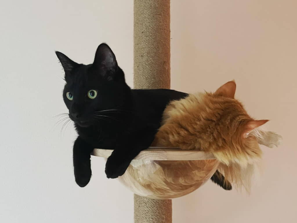 お兄ちゃん大好き！
