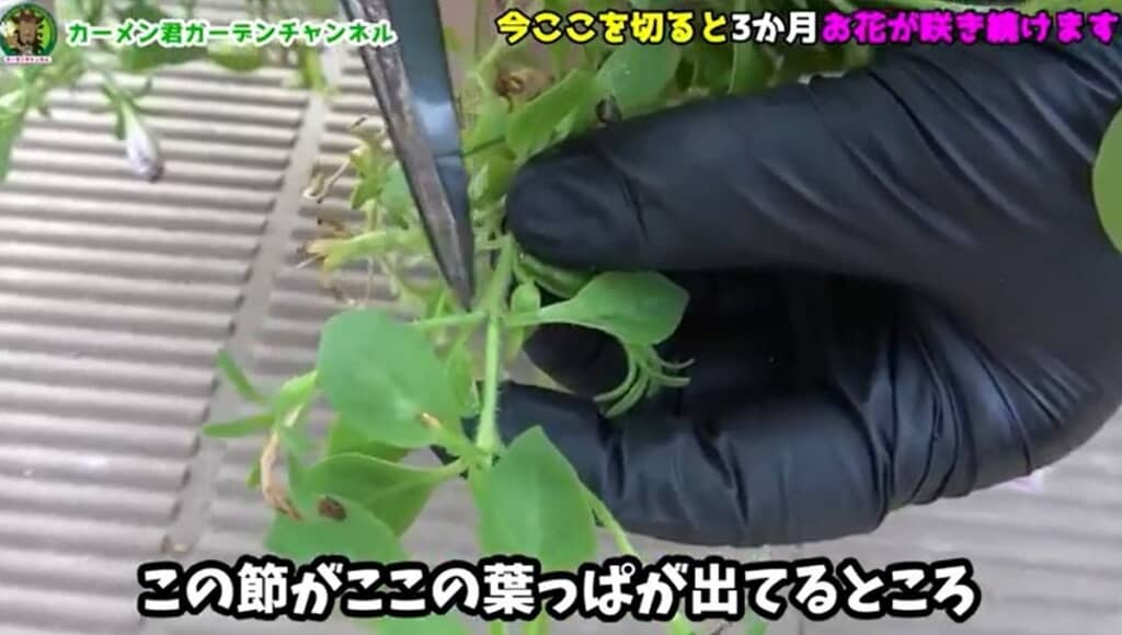 節の上あたりを切ります