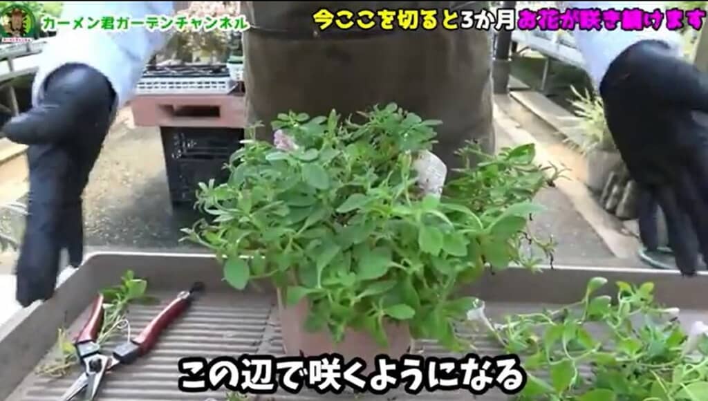 この辺で咲くようになります