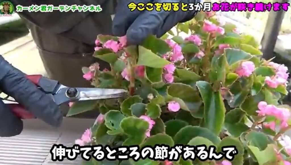 伸びているところの節の上を切ります