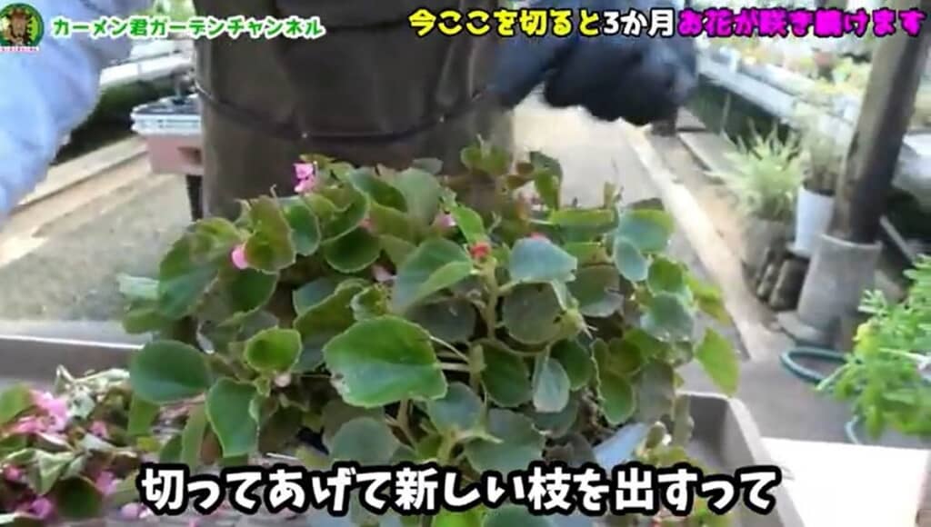 新しい枝を出すイメージです