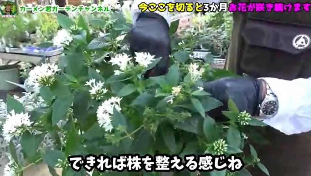 株を整える感じで