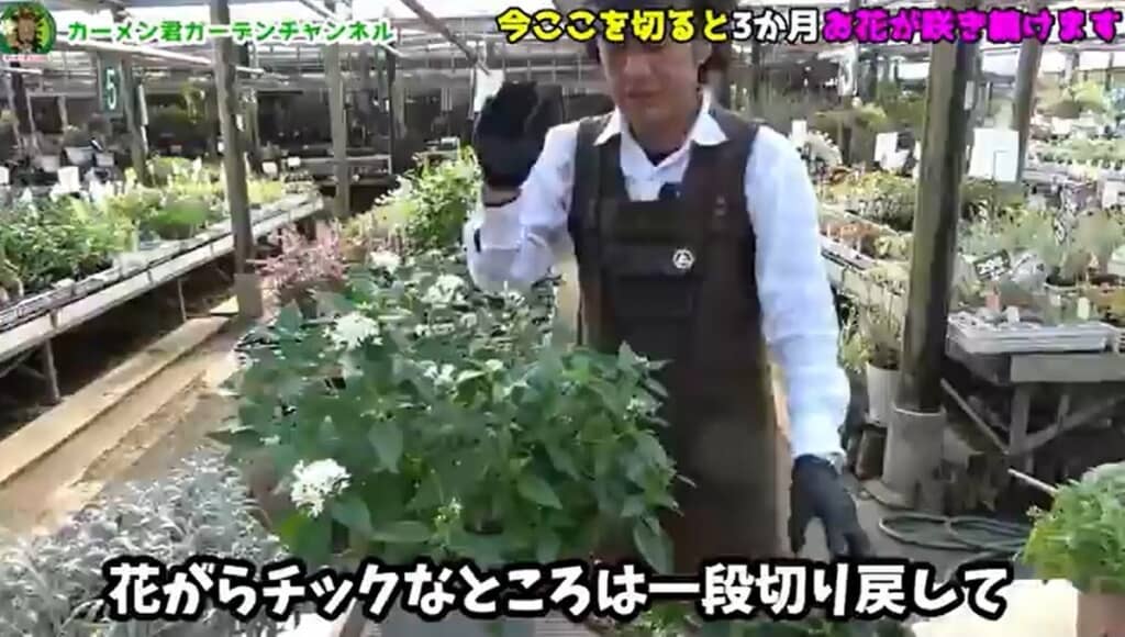 枯れたところを一段切り戻します