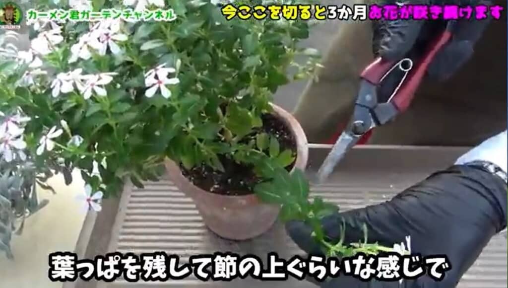 葉っぱを残して節の上くらいのところで切ります