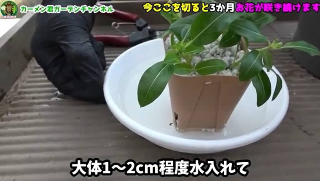 1～2センチ水を入れます